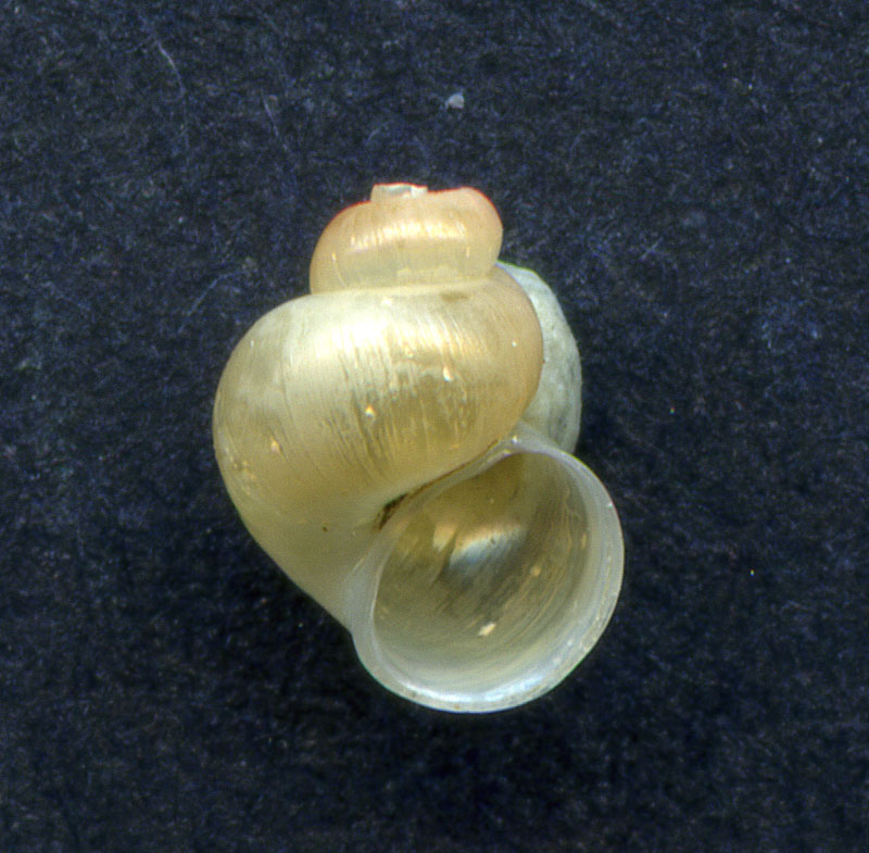 Aiuto per determinazione